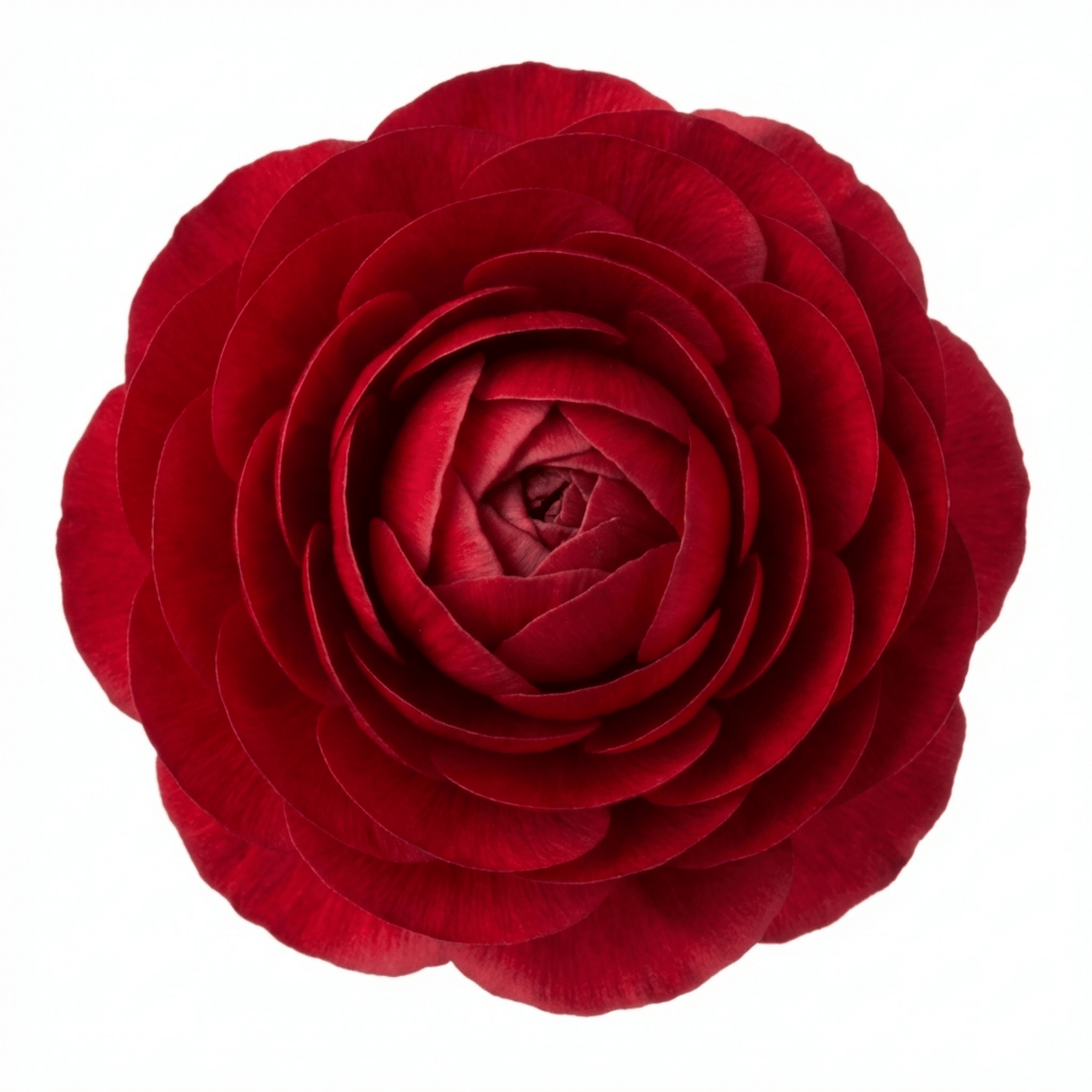 Set of 3 or 6 Ranunculus Vortex Red Persian Buttercup Plants, Spring & Autumn Flowering, Outdoor Garden Ready, 1 Litre Root-Ball - Frankton's