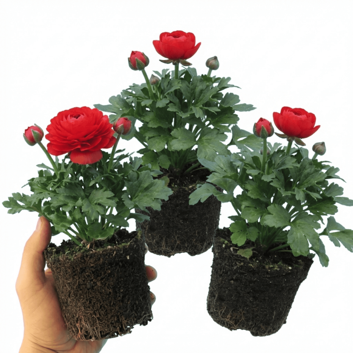 Set of 3 or 6 Ranunculus Vortex Red Persian Buttercup Plants, Spring & Autumn Flowering, Outdoor Garden Ready, 1 Litre Root-Ball - Frankton's