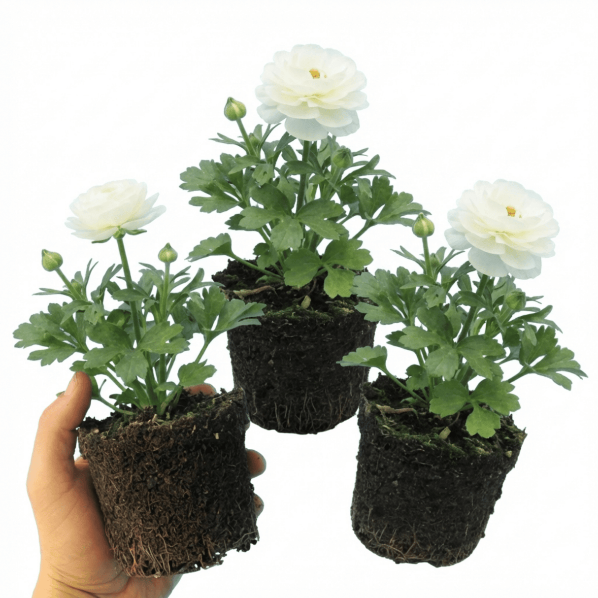 Set of 3 or 6 Ranunculus Vortex White Persian Buttercup Plants, Hardy Perennial, Spring Flowering, Outdoor Garden Ready, 1 Litre Root-Ball - Frankton's