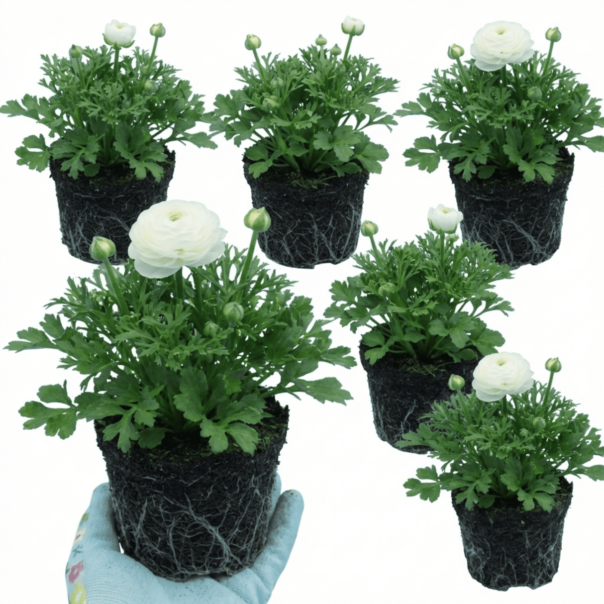 Set of 3 or 6 Ranunculus Vortex White Persian Buttercup Plants, Hardy Perennial, Spring Flowering, Outdoor Garden Ready, 1 Litre Root-Ball - Frankton's