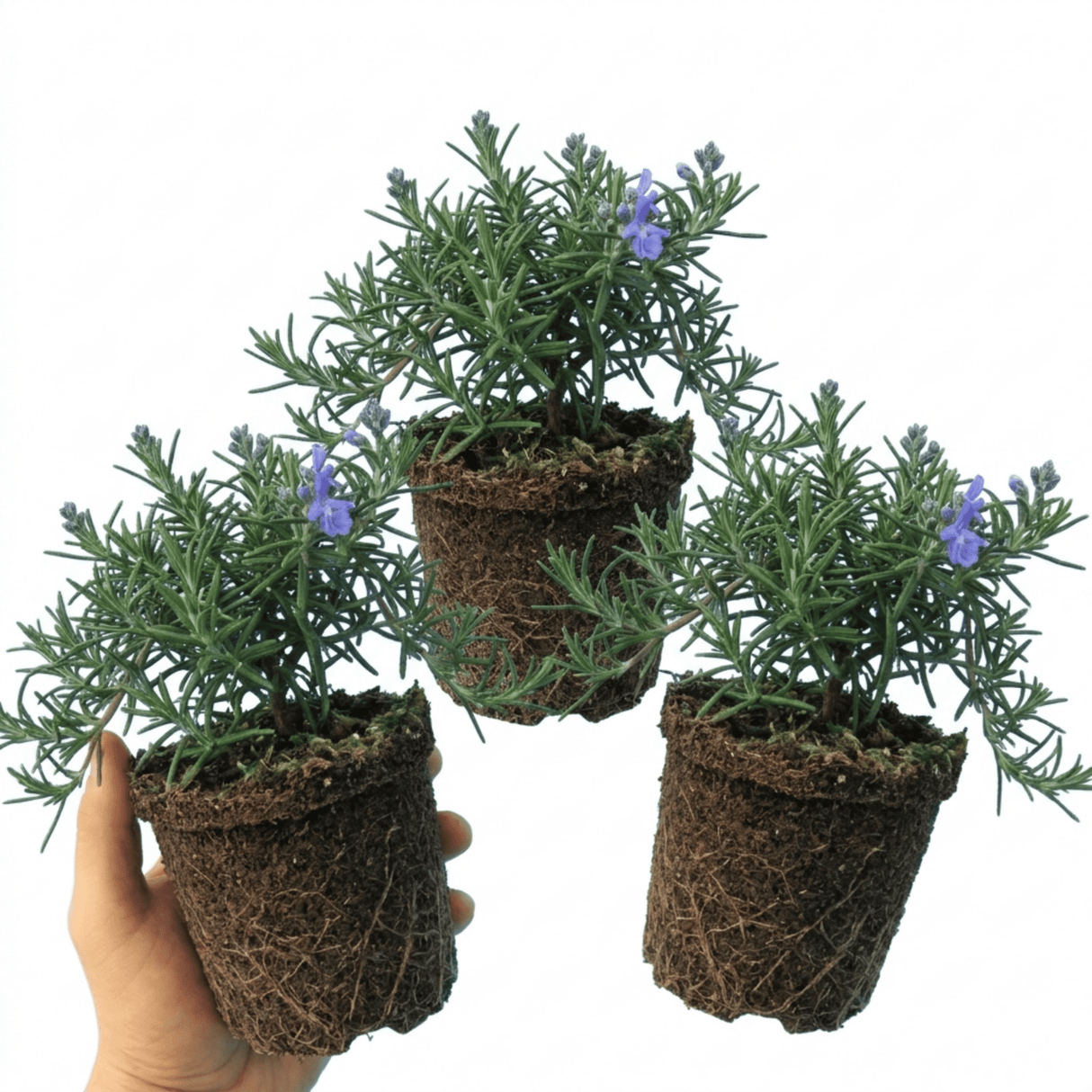 Set of 3 or 6 Rosemary Blue Rain Herb Plants (Salvia rosmarinus), Hardy Evergreen Culinary Herb, Outdoor Garden Ready, 1 Litre Root-Ball - Frankton's