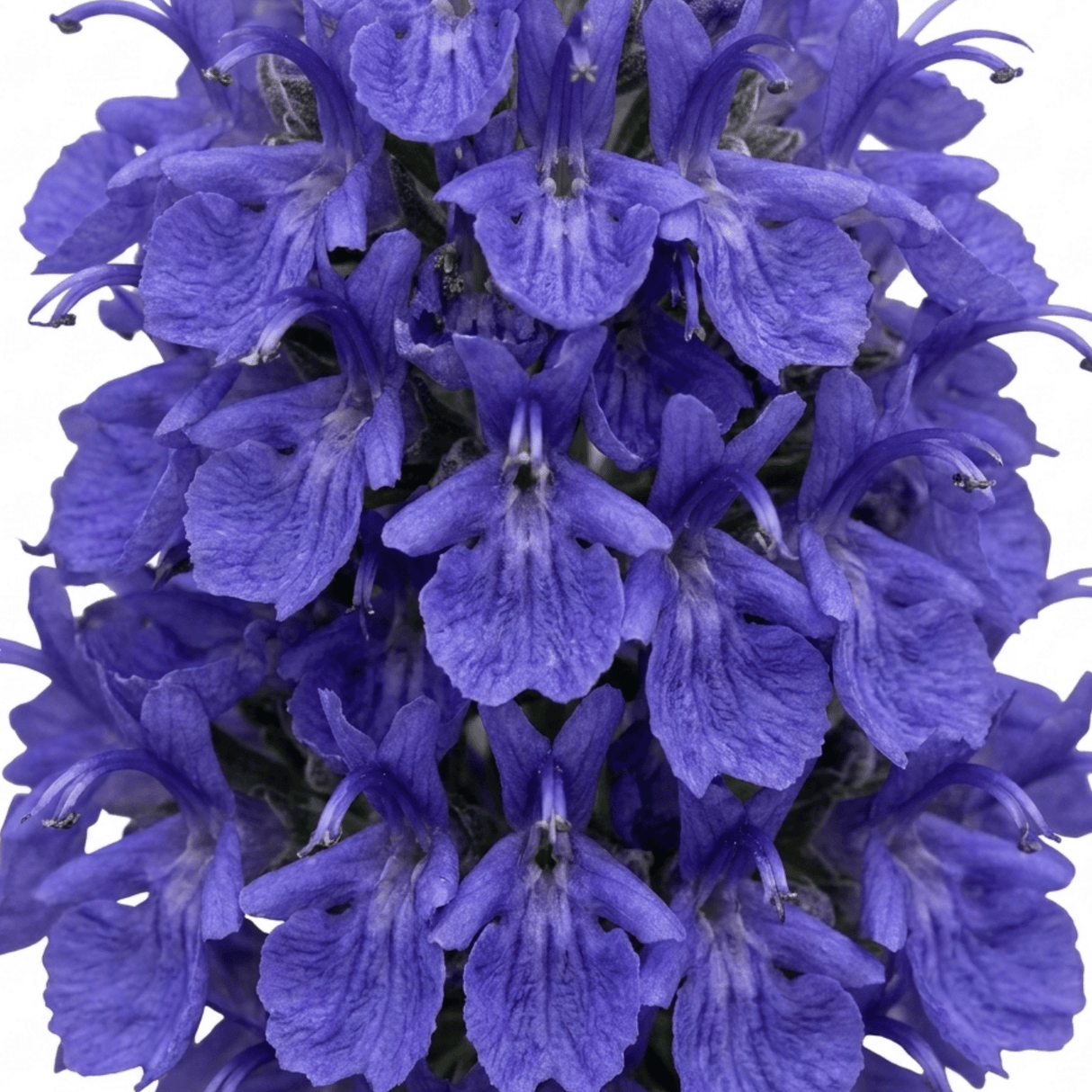 Set of 3 or 6 Rosemary Blue Rain Herb Plants (Salvia rosmarinus), Hardy Evergreen Culinary Herb, Outdoor Garden Ready, 1 Litre Root-Ball - Frankton's