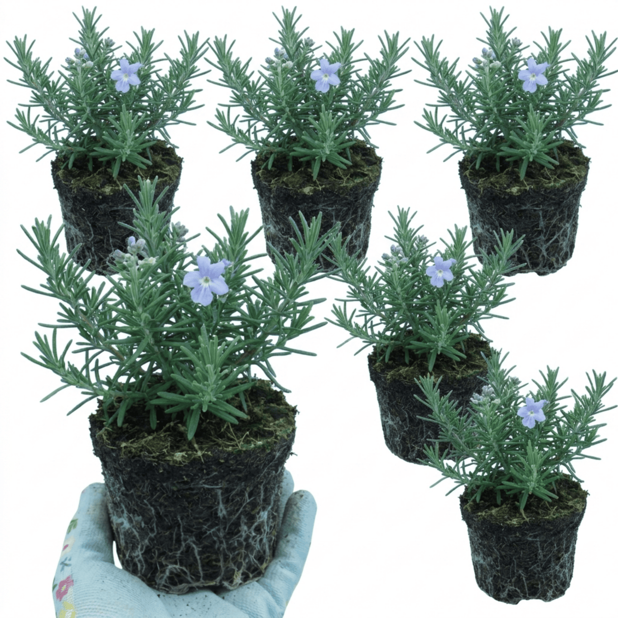 Set of 3 or 6 Rosemary ‘Blue Winter’ Herb Plants (Salvia rosmarinus), Hardy Evergreen Culinary Shrub, Outdoor Garden Ready, 1 Litre Root-Ball - Frankton's