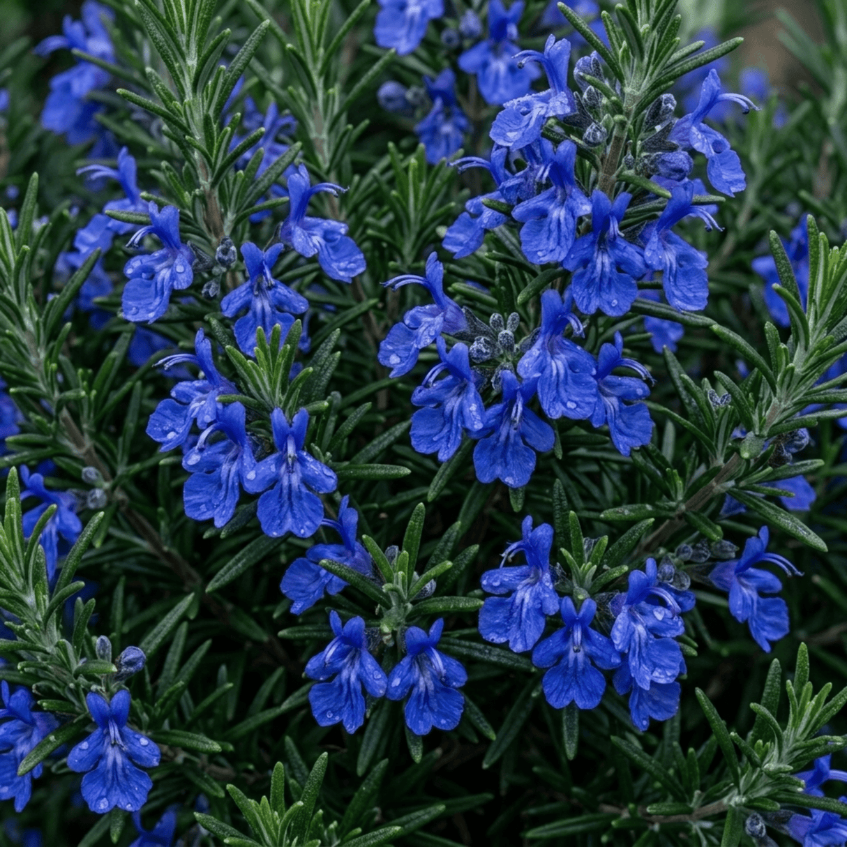 Set of 3 or 6 Rosemary ‘Blue Winter’ Herb Plants (Salvia rosmarinus), Hardy Evergreen Culinary Shrub, Outdoor Garden Ready, 1 Litre Root-Ball - Frankton's