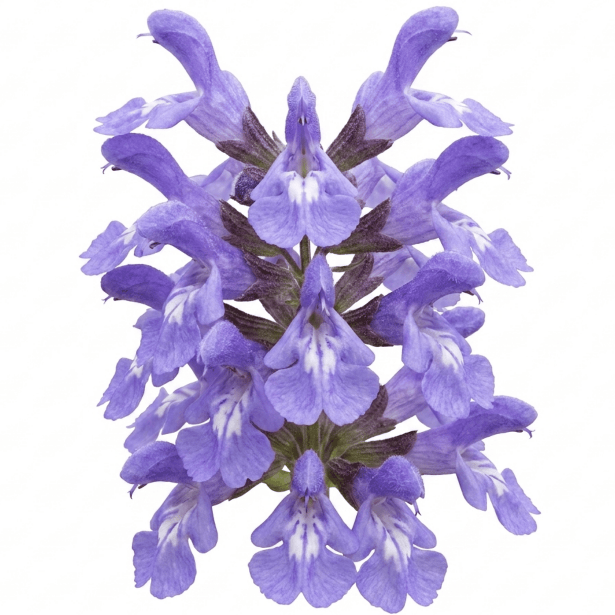 Set of 3 or 6 Salvia officinalis ‘Berggarten’ Sage Herb Plants, Hardy Perennial Culinary Herb, Outdoor Garden Ready, 1 Litre Root-Ball - Frankton's