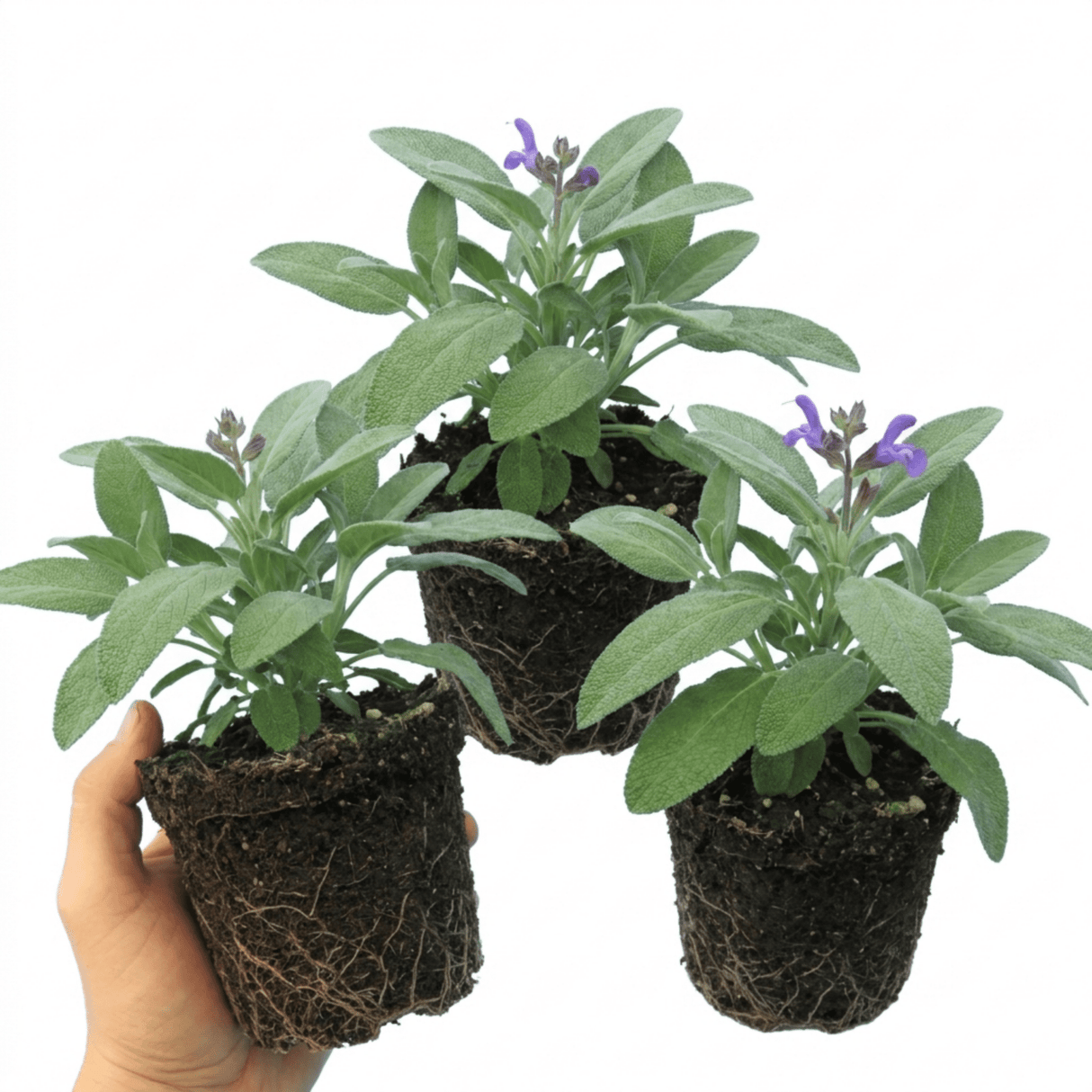 Set of 3 or 6 Salvia officinalis ‘Berggarten’ Sage Herb Plants, Hardy Perennial Culinary Herb, Outdoor Garden Ready, 1 Litre Root-Ball - Frankton's