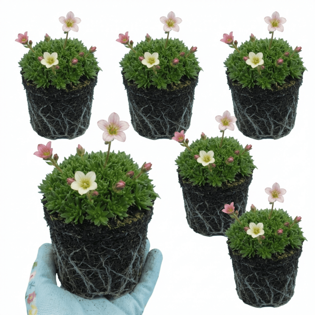 Set of 3 or 6 Saxifrage Ice Colours Appleblossom Plants, Hardy Alpine Rock Garden Perennial, Outdoor Garden Ready, 1 Litre Root-Ball - Frankton's