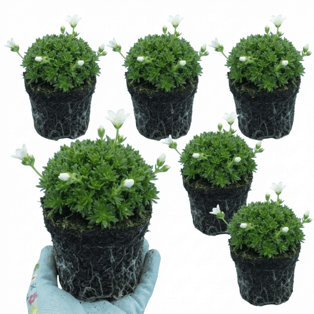 Set of 3 or 6 Saxifrage Ice Colours Pearl White Plants, Hardy Alpine Evergreen Ground Cover Perennial, Outdoor Garden Ready, 1 Litre Root-Ball - Frankton's