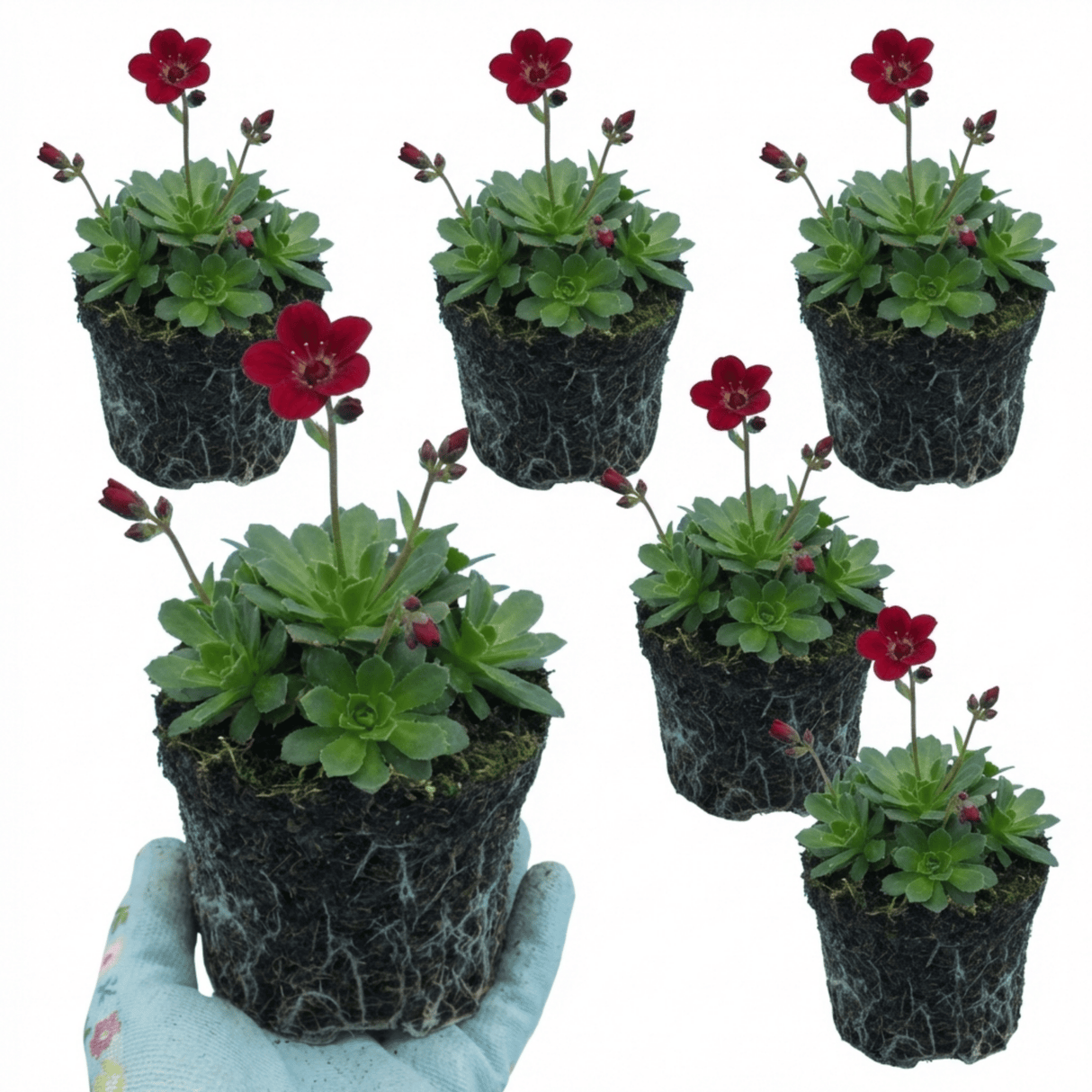Set of 3 or 6 Saxifrage Ice Colours Red Plants, Hardy Alpine Perennial Rockery Ground Cover, Outdoor Garden Ready, 1 Litre Root-Ball - Frankton's