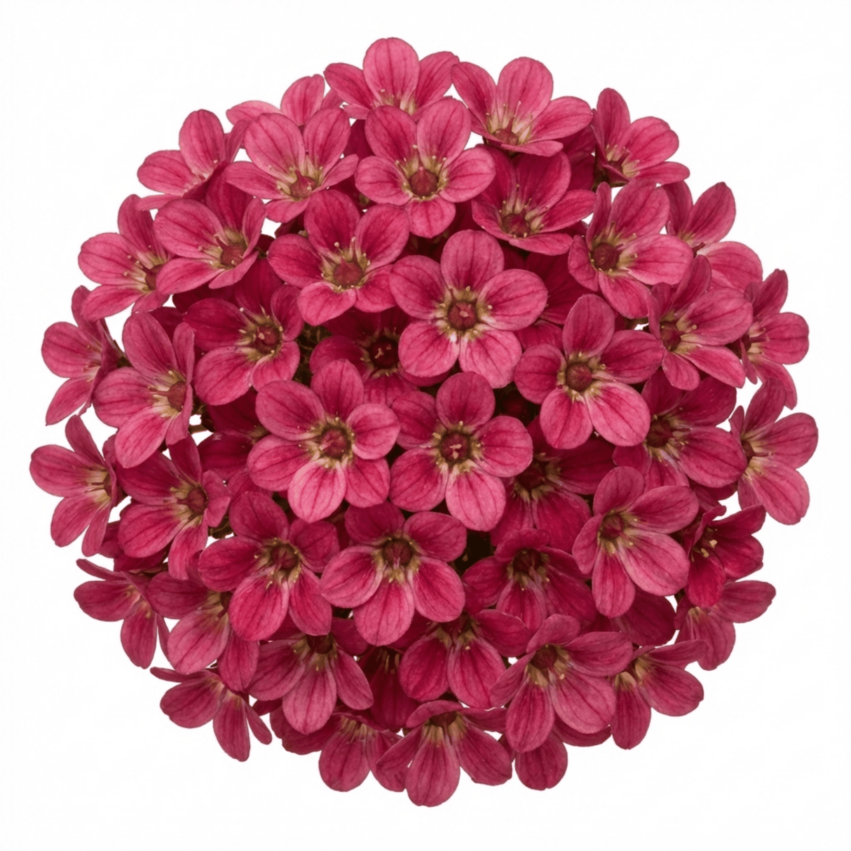Set of 3 or 6 Saxifrage Marto Rose Hardy Alpine Evergreen Perennial Plants, Pink Rockery Ground Cover, Outdoor Garden Ready, 1 Litre Root-Ball - Frankton's