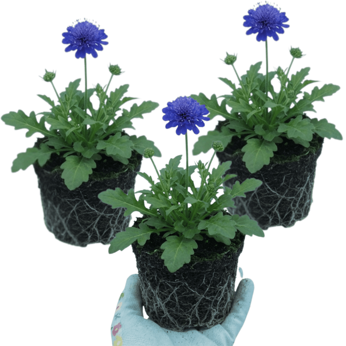 Set of 3 or 6 Scabious Blue Note Hardy Perennial Plants, Bee Friendly Pincushion Flower, 1 Litre Root Ball - Frankton's