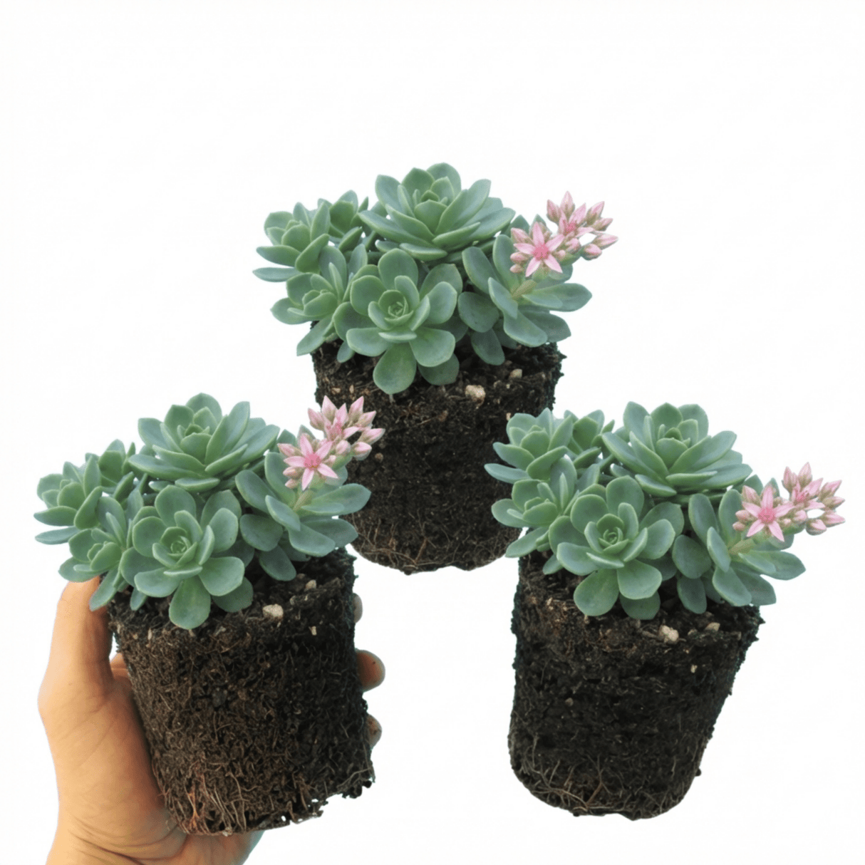 Set of 3 or 6 Sedum Oracle Hardy Perennial Stonecrop Plants, Low Maintenance, Bee Friendly, Drought Tolerant Ground Cover, Outdoor Garden Ready, 11cm Root-Ball - Frankton's