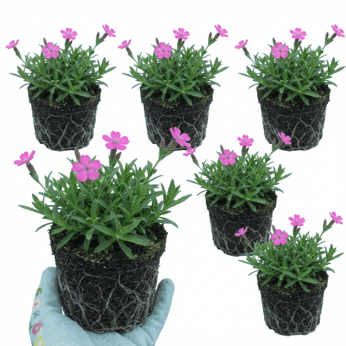 Set of 3 or 6 Silene Schafta Autumn Catchfly Hardy Perennial Plants, Pink Flowering Alpine Ground Cover, Outdoor Garden Ready, 1 Litre Root-Ball - Frankton's