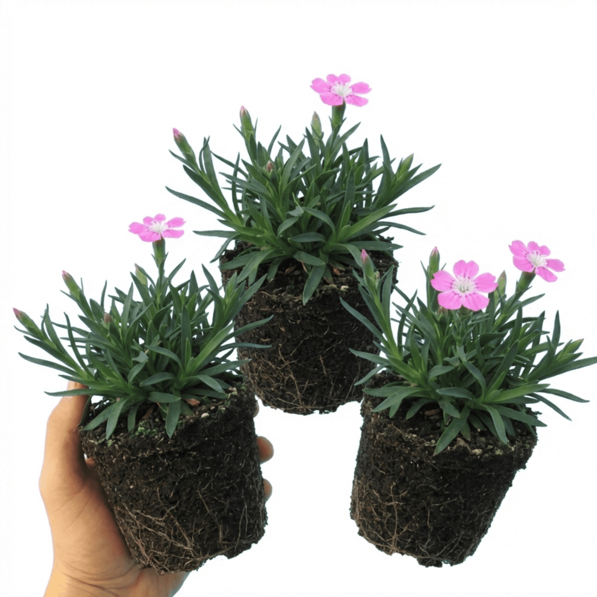 Set of 3 or 6 Silene Schafta Autumn Catchfly Hardy Perennial Plants, Pink Flowering Alpine Ground Cover, Outdoor Garden Ready, 1 Litre Root-Ball - Frankton's