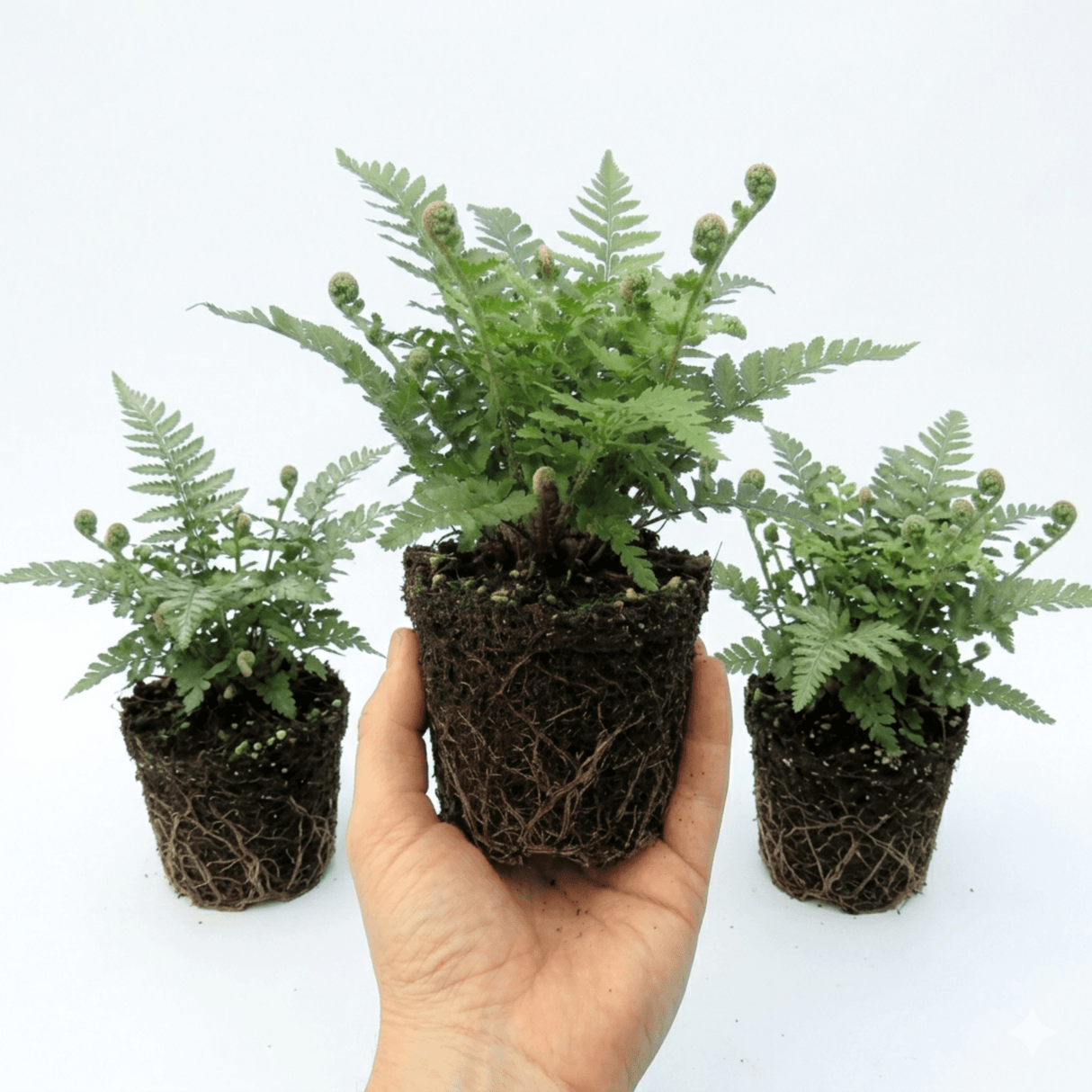 Set of 3 or 6 Soft Shield Fern Polystichum Plumosum Densum Plants, Hardy Evergreen Perennial, 1 Litre Root Ball - Frankton's