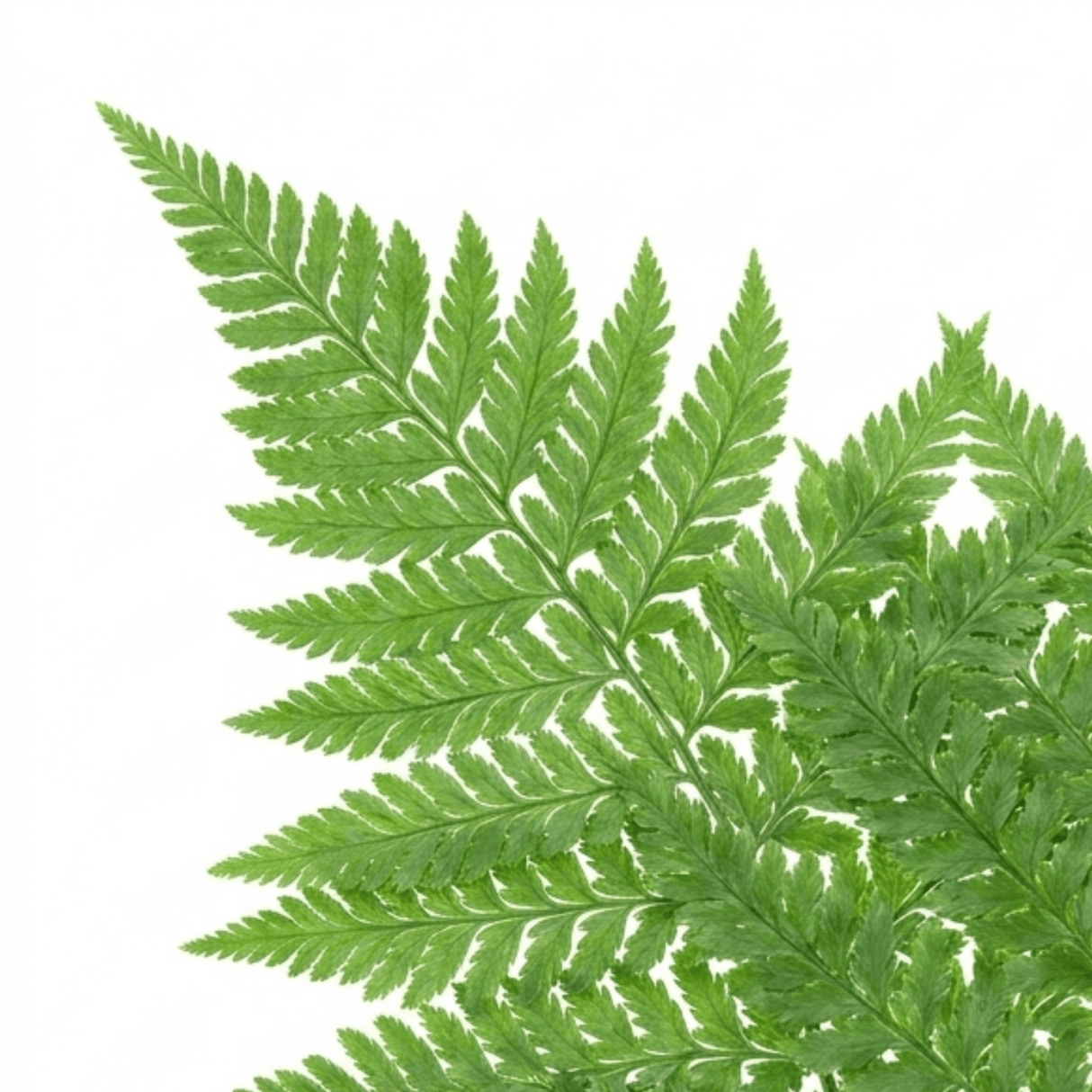 Set of 3 or 6 Soft Shield Fern Polystichum Plumosum Densum Plants, Hardy Evergreen Perennial, 1 Litre Root Ball - Frankton's