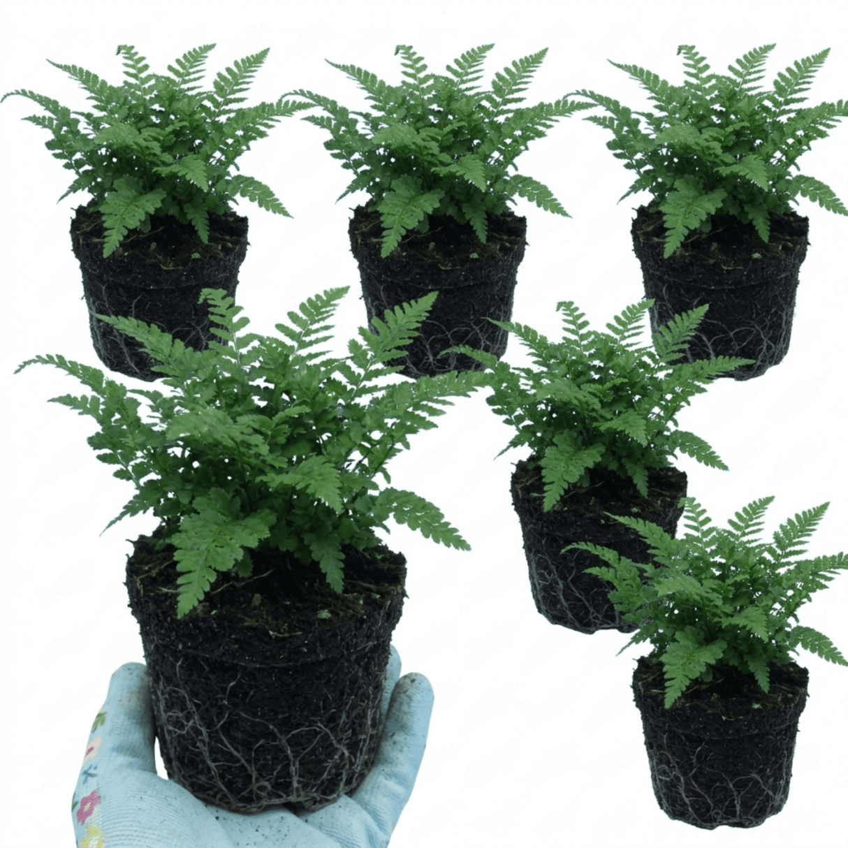 Set of 3 or 6 Soft Shield Fern Polystichum Plumosum Densum Plants, Hardy Evergreen Perennial, 1 Litre Root Ball - Frankton's