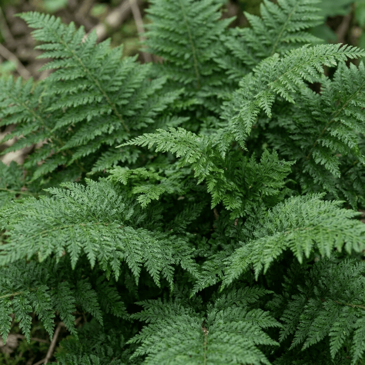 Set of 3 or 6 Soft Shield Fern Polystichum Plumosum Densum Plants, Hardy Evergreen Perennial, 1 Litre Root Ball - Frankton's