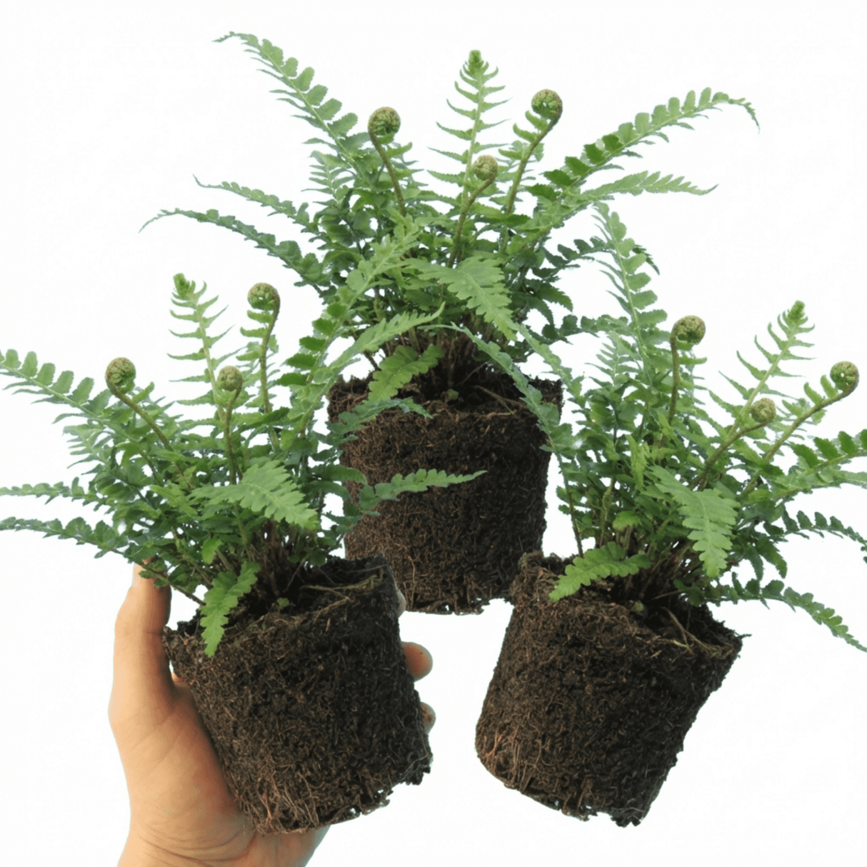 Set of 3 or 6 Soft Shield Fern Polystichum Setiferum Plants, Hardy Evergreen Shade Loving Perennial Ferns, Outdoor Garden Ready, 1 Litre / 11cm Root-Ball - Frankton's