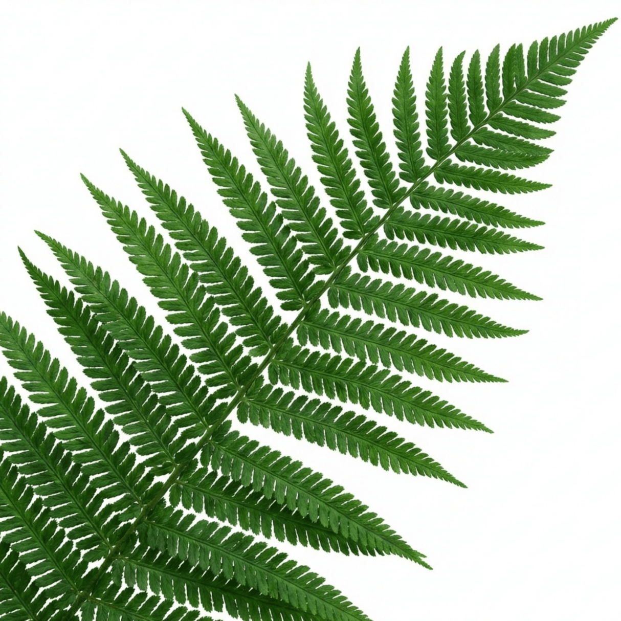 Set of 3 or 6 Soft Shield Fern Polystichum Setiferum Plants, Hardy Evergreen Shade Loving Perennial Ferns, Outdoor Garden Ready, 1 Litre / 11cm Root-Ball - Frankton's