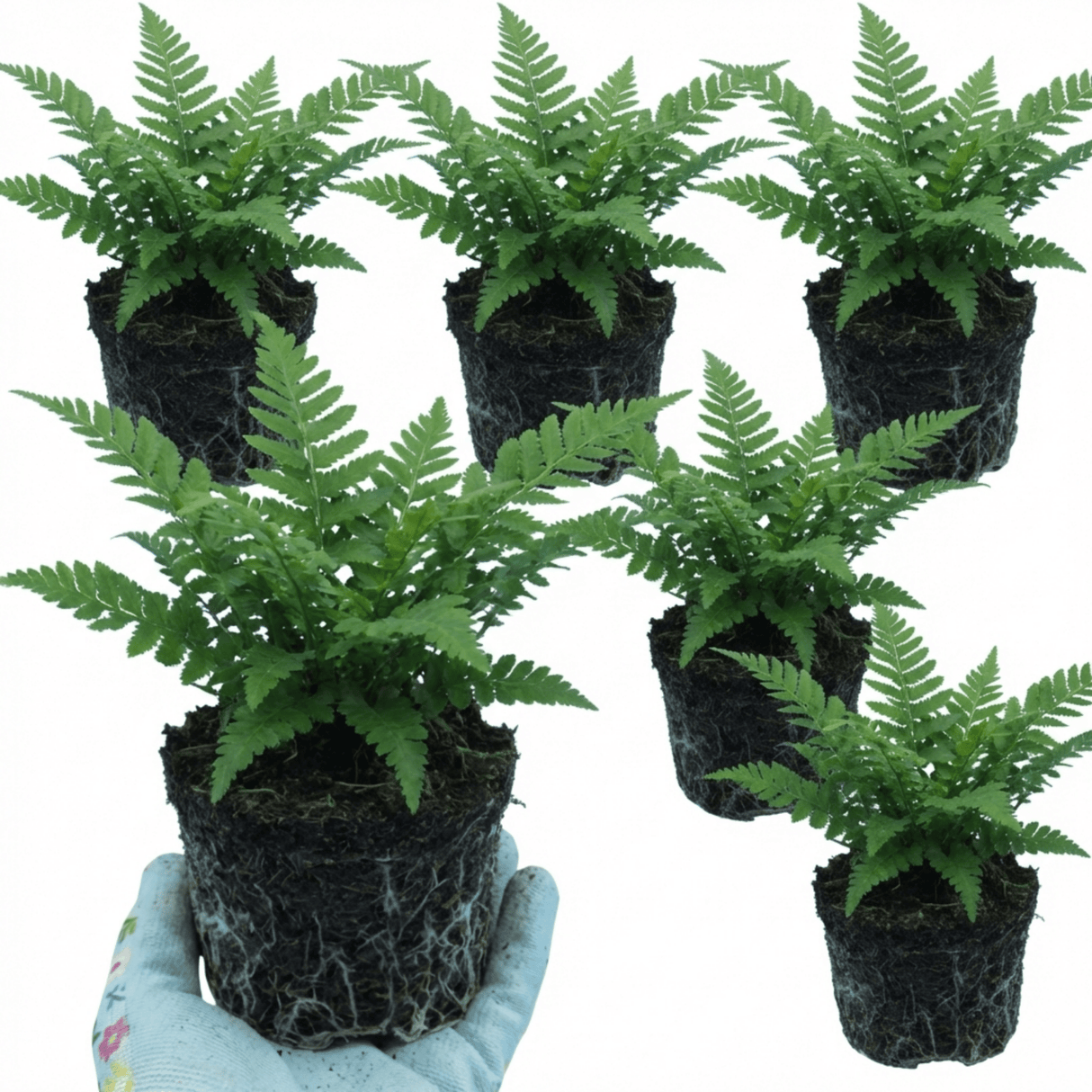 Set of 3 or 6 Soft Shield Fern Polystichum Setiferum Plants, Hardy Evergreen Shade Loving Perennial Ferns, Outdoor Garden Ready, 1 Litre / 11cm Root-Ball - Frankton's