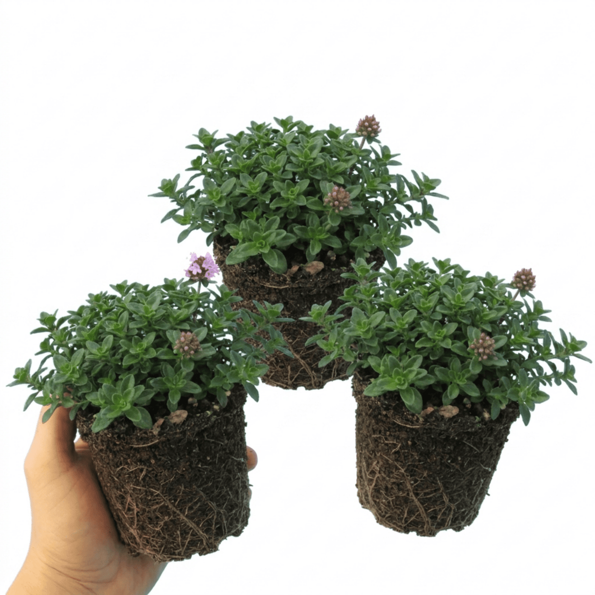 Set of 3 or 6 Thymus Precompa Thyme Herb Plants, Hardy Perennial Culinary Herb, Outdoor Garden Ready, 1 Litre Root-Ball - Frankton's