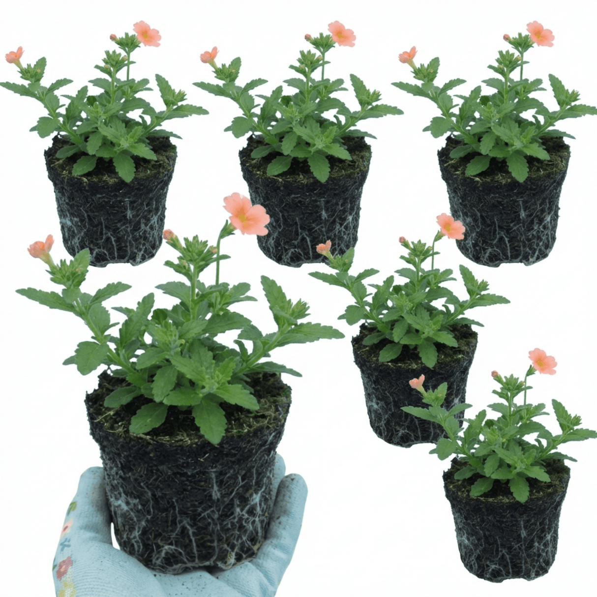 Set of 3 or 6 Verbena Magelana Peach Trailing Plants, Summer Bedding Flowers, Hanging Basket & Garden Ready, 10.5cm Root Ball - Frankton's