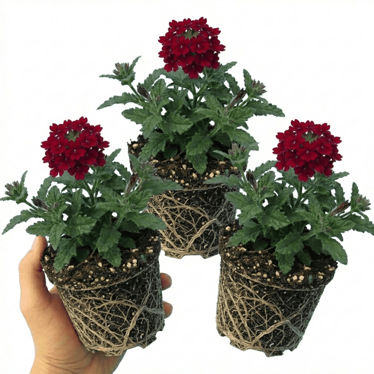 Set of 3 or 6 Verbena Trailing Deep Red Plants, Summer Flowering Bedding, Hanging Basket & Outdoor Garden Ready, 10.5cm Root Ball - Frankton's