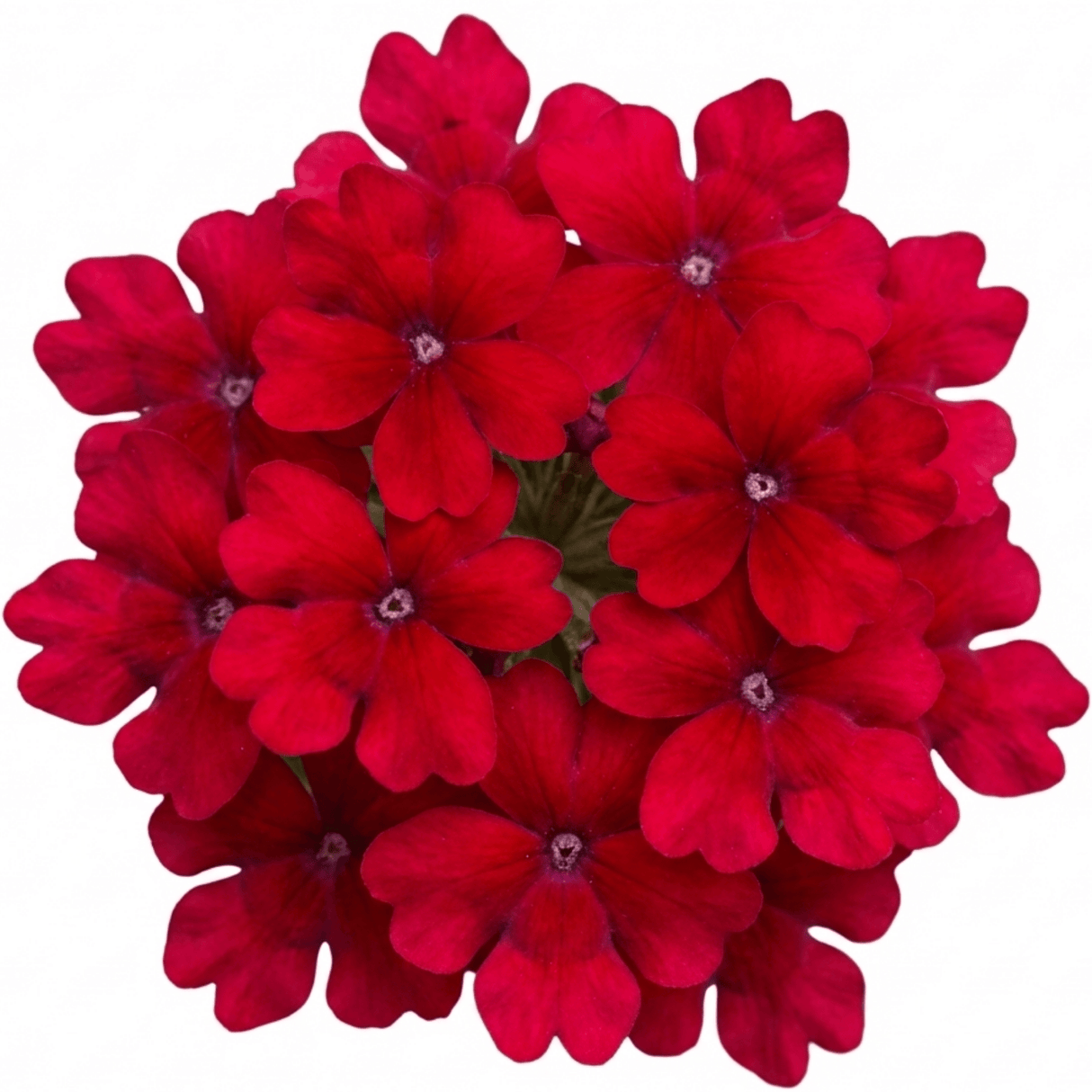 Set of 3 or 6 Verbena Trailing Deep Red Plants, Summer Flowering Bedding, Hanging Basket & Outdoor Garden Ready, 10.5cm Root Ball - Frankton's