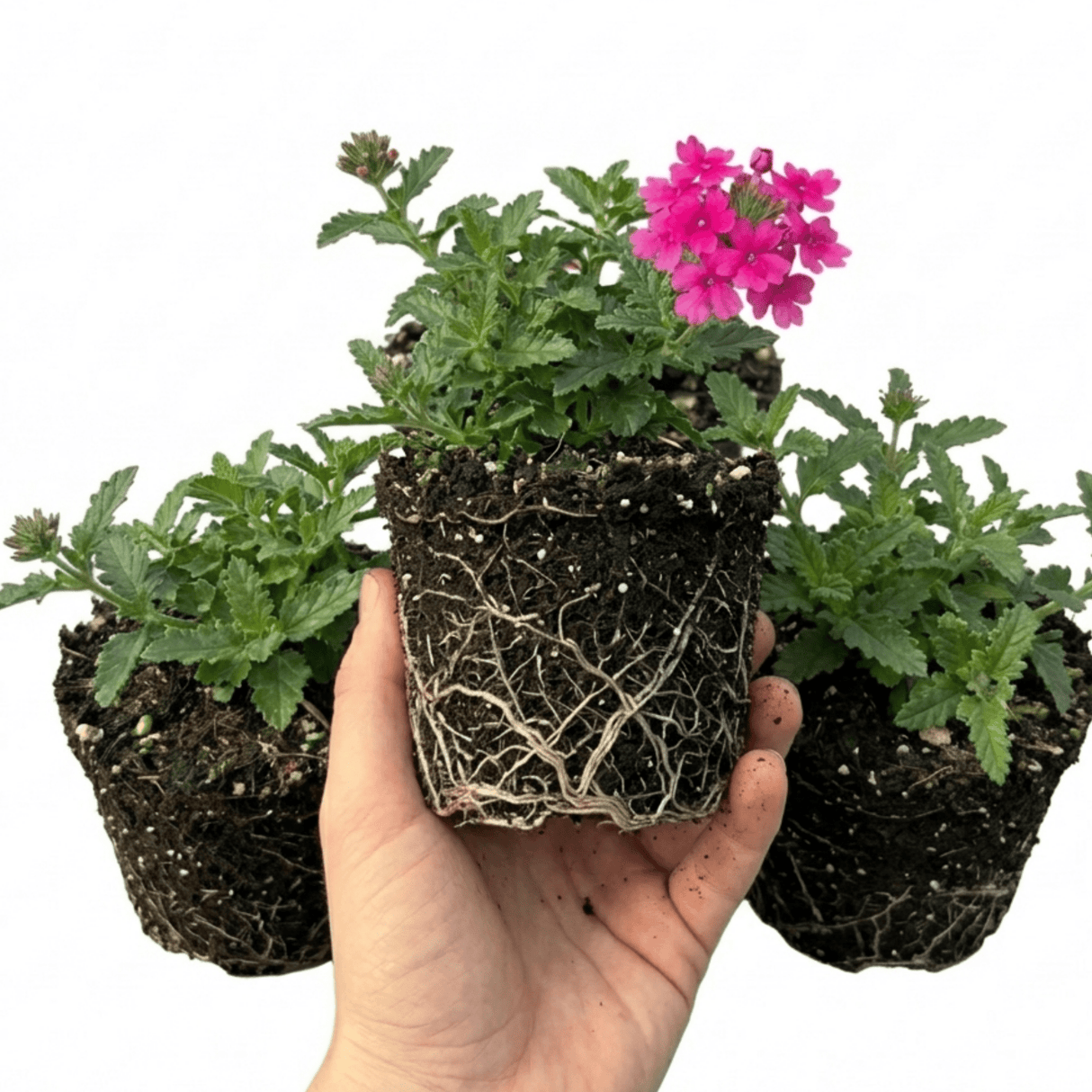 Set of 3 or 6 Verbena Trailing Magelana Hot Rose Plants, Summer Bedding Garden Ready, 10.5cm Root-Ball - Frankton's