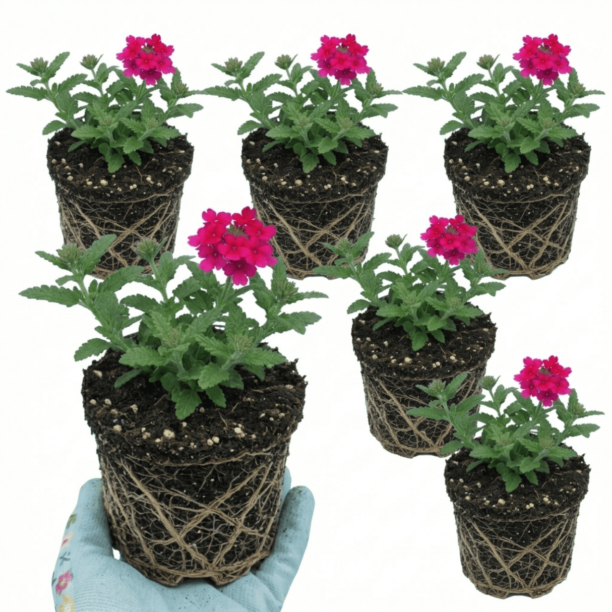 Set of 3 or 6 Verbena Trailing Magelana Hot Rose Plants, Summer Bedding Garden Ready, 10.5cm Root-Ball - Frankton's
