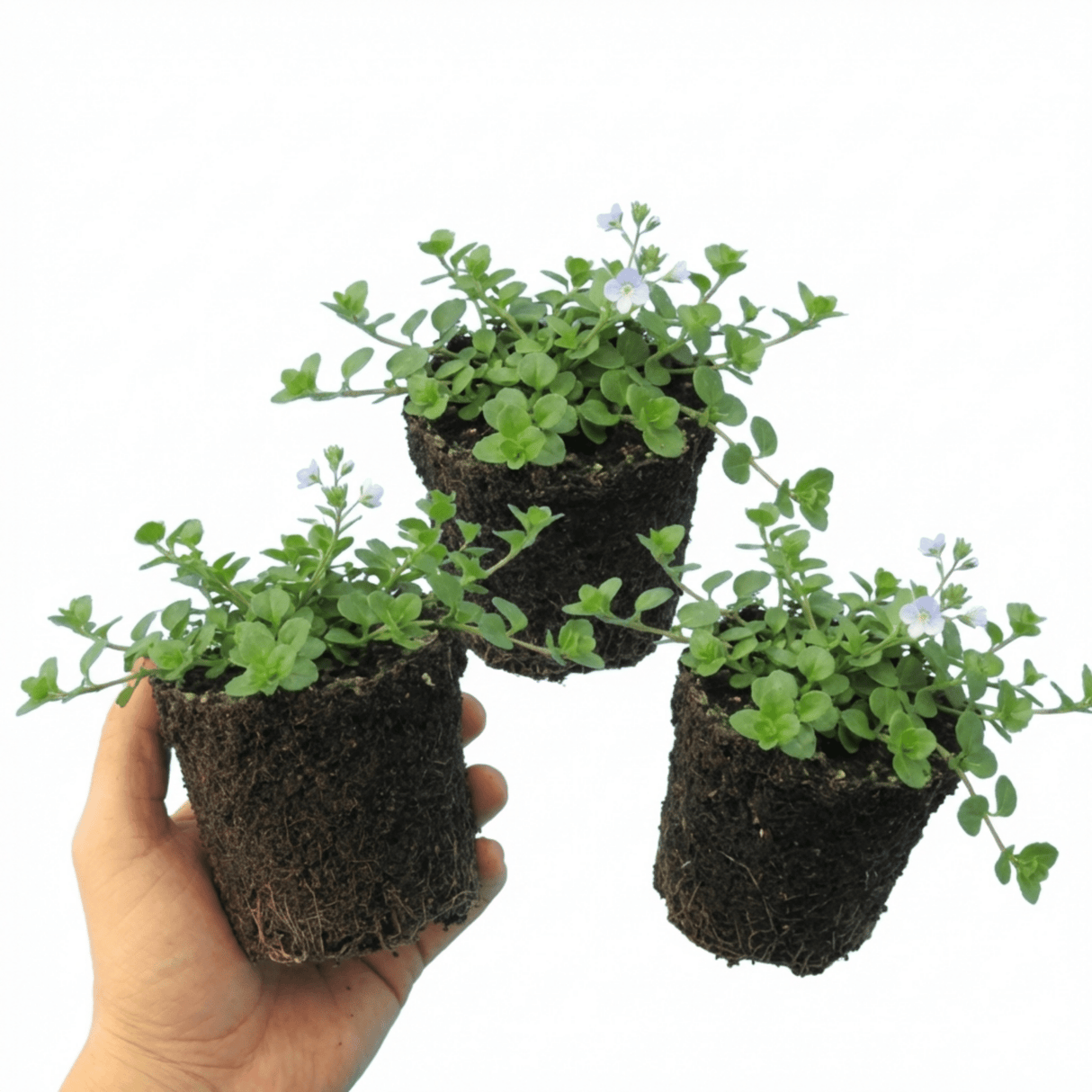 Set of 3 or 6 Veronica Repens Creeping Speedwell Plants, Hardy Flowering Perennial Ground Cover, Outdoor Garden Ready, 1 Litre / 11cm Root-Ball - Frankton's
