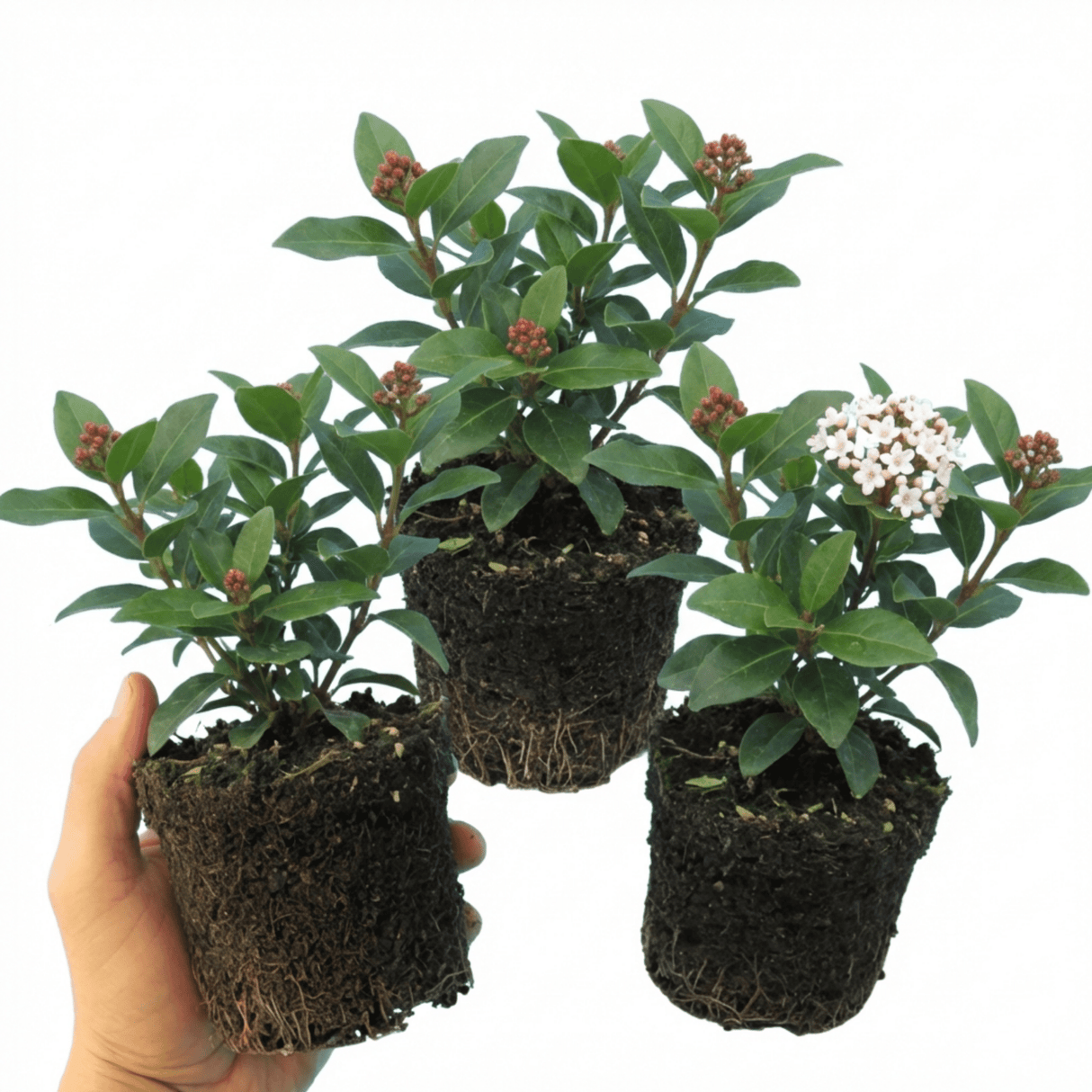 Set of 3 or 6 Viburnum Tinus Evergreen Privacy Hedge Plants, Hardy Winter Flowering Garden Shrub, Outdoor Garden Ready, 1 Litre Root-Ball - Frankton's