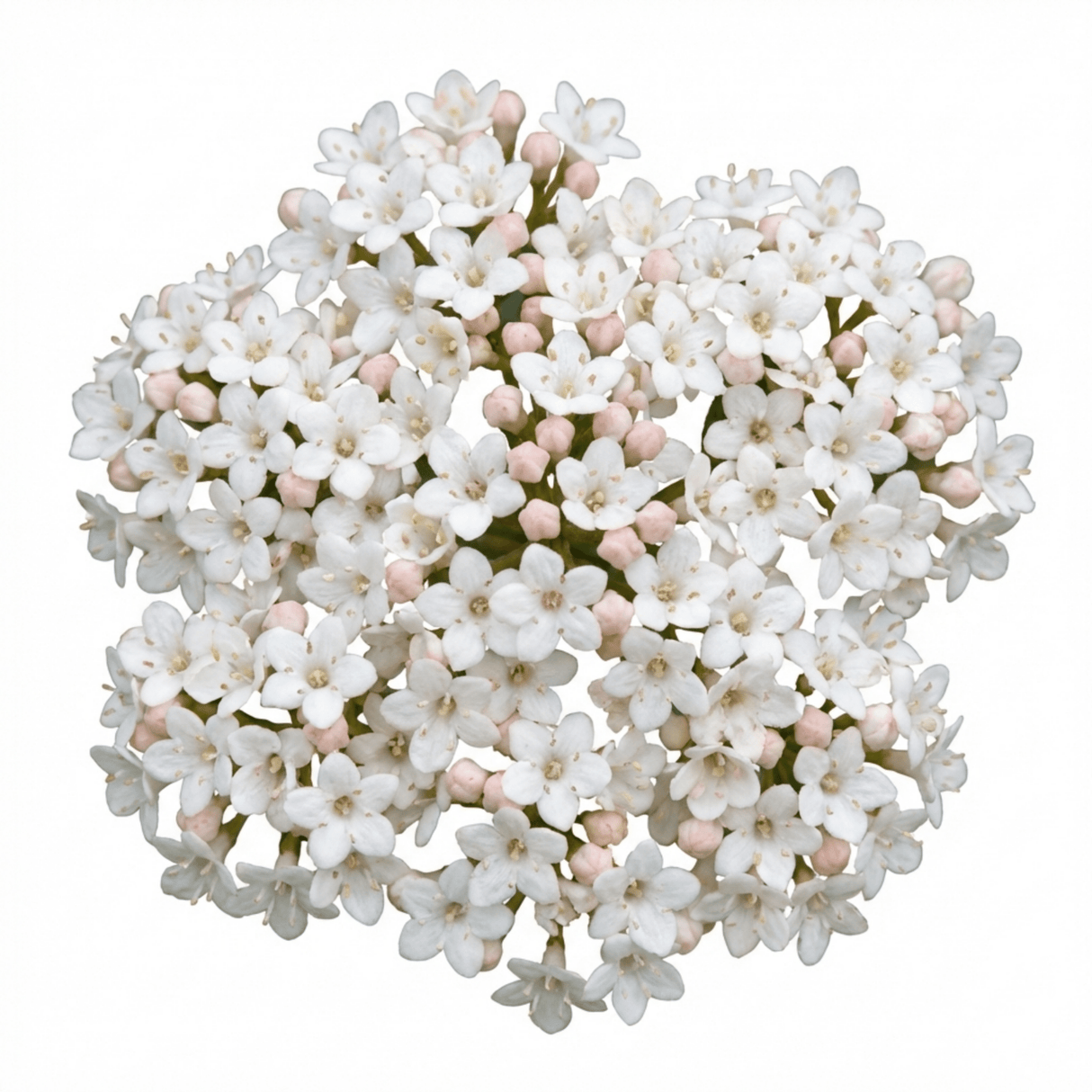 Set of 3 or 6 Viburnum Tinus Evergreen Privacy Hedge Plants, Hardy Winter Flowering Garden Shrub, Outdoor Garden Ready, 1 Litre Root-Ball - Frankton's
