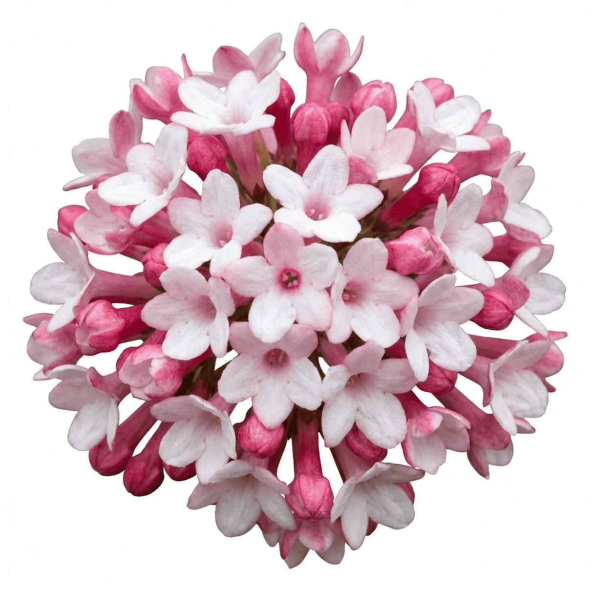 Set of 3 or 6 Viburnum Tinus Gwenllian Hardy Evergreen Flowering Shrub Plants, Winter Flowering Hedge, Outdoor Garden Ready, 11cm Root-Ball - Frankton's