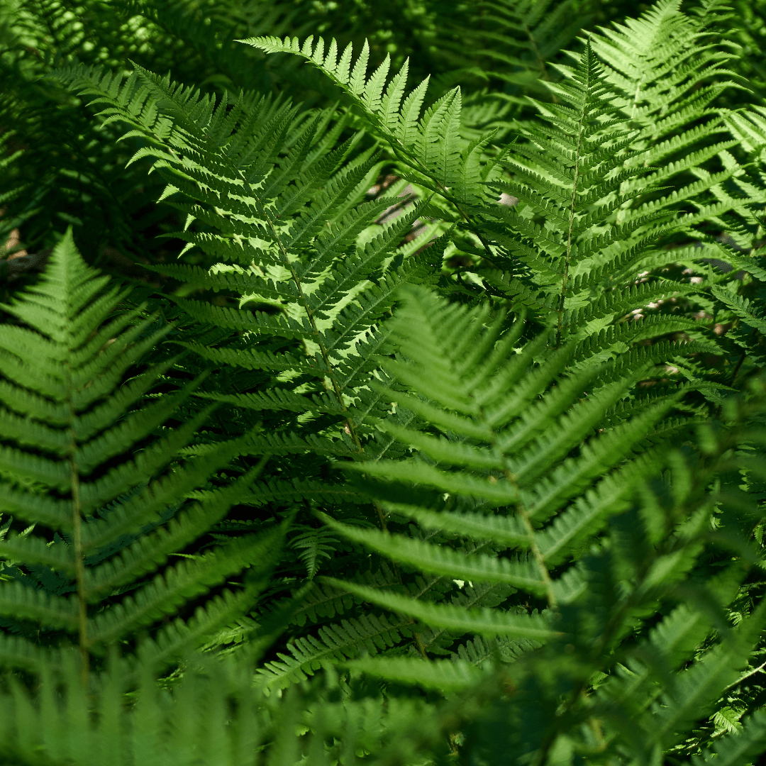 Shield Fern - Frankton's