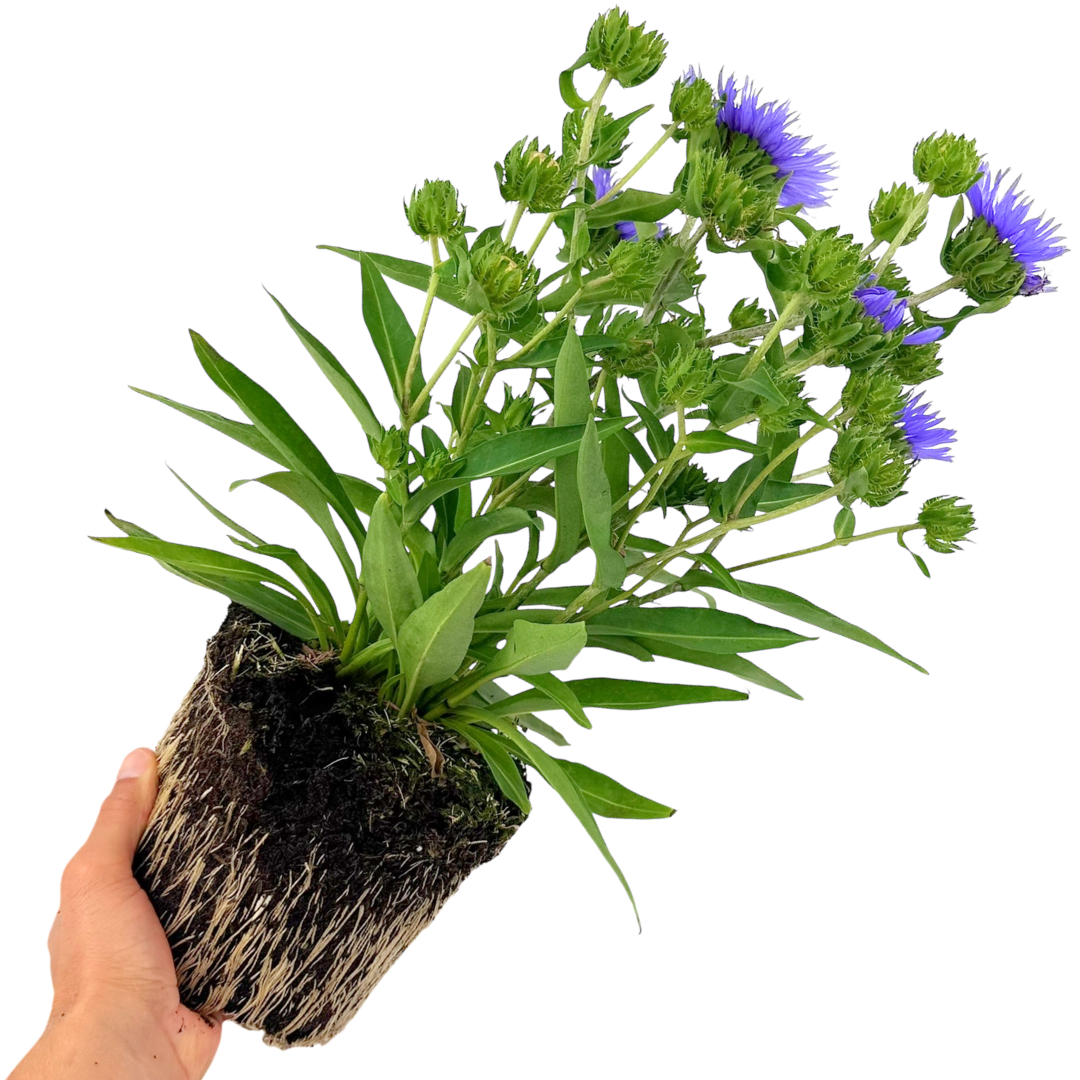 Stokesia Mel's Blue - Frankton's