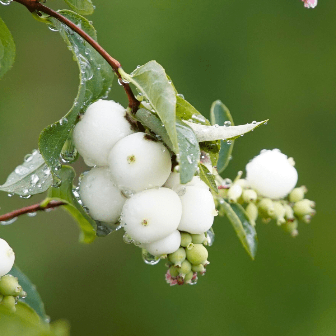 Symphoricarpos Magical Galaxy - Frankton's