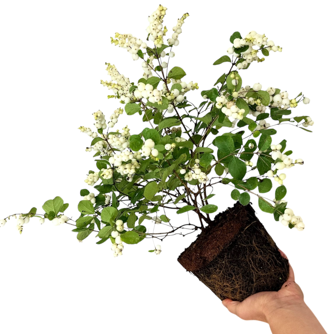 Symphoricarpos Magical Galaxy - Frankton's