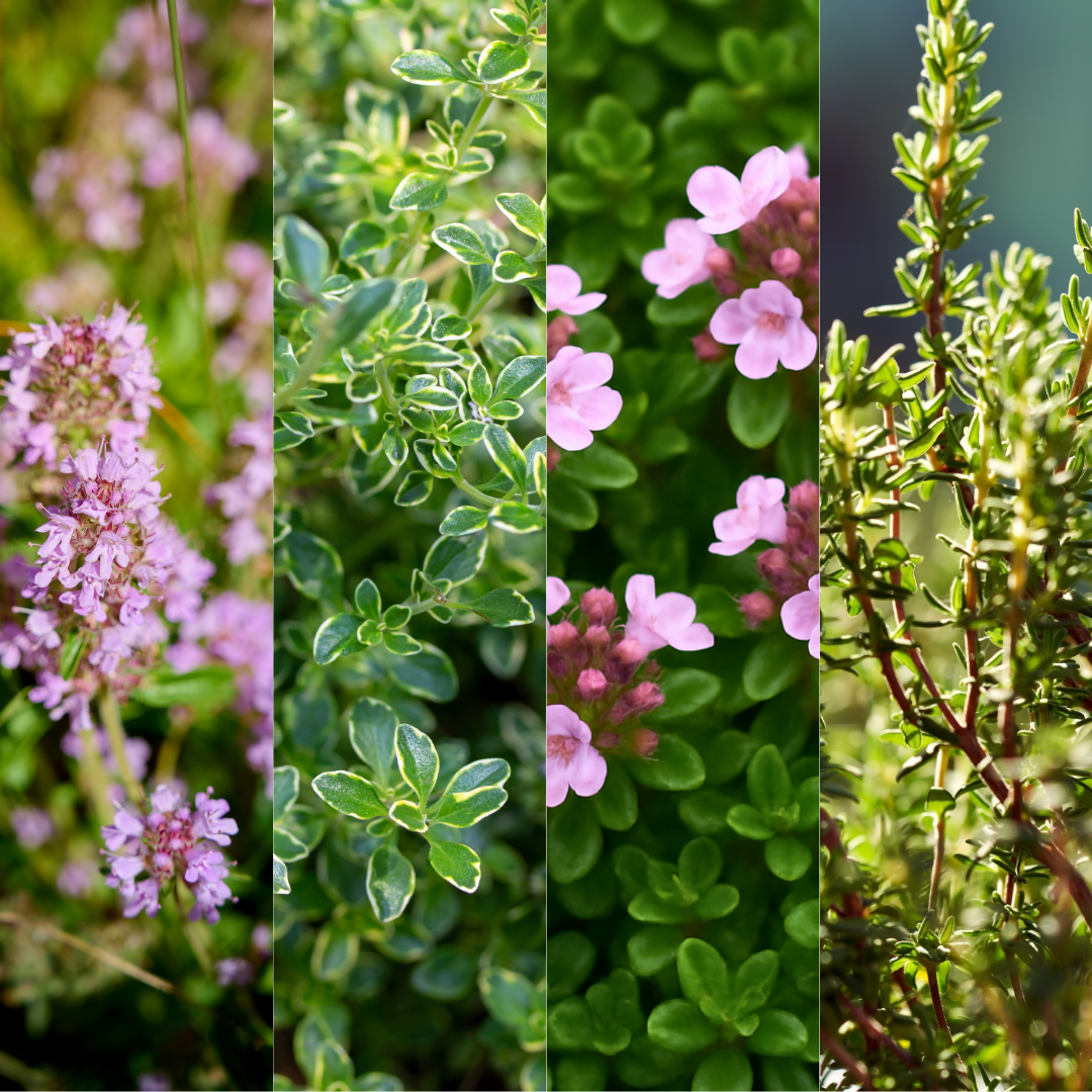 Thyme Growers Choice Mix - Frankton's