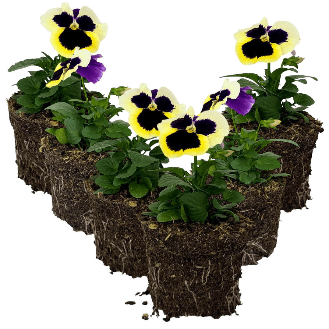 Upright Pansy Delta Pro Clear Light Blue - Frankton's