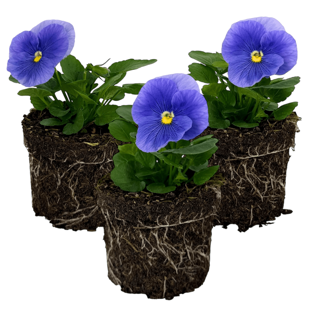 Upright Pansy Delta Pro Clear Light Blue - Frankton's