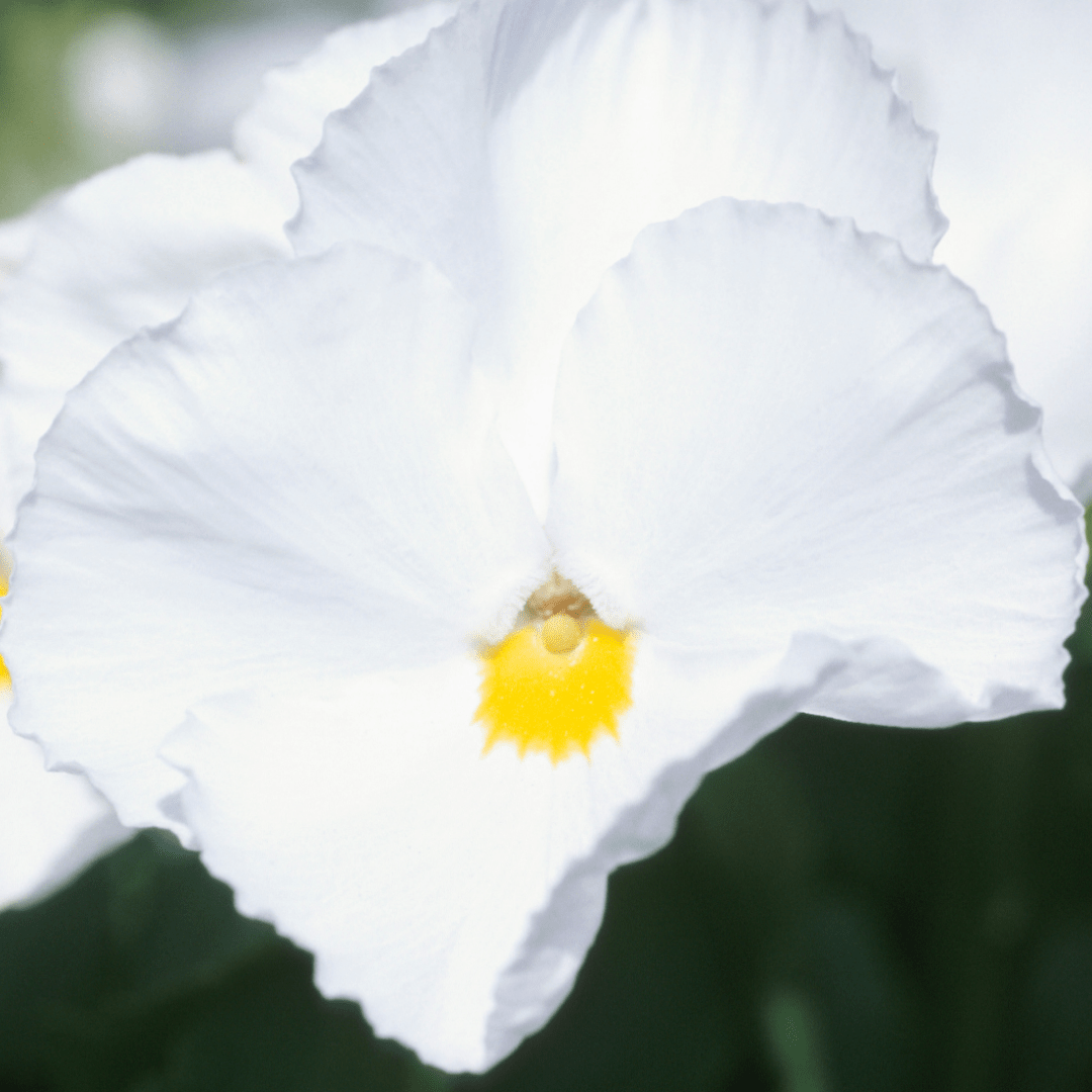 Upright Pansy Delta Pro Clear White - Frankton's