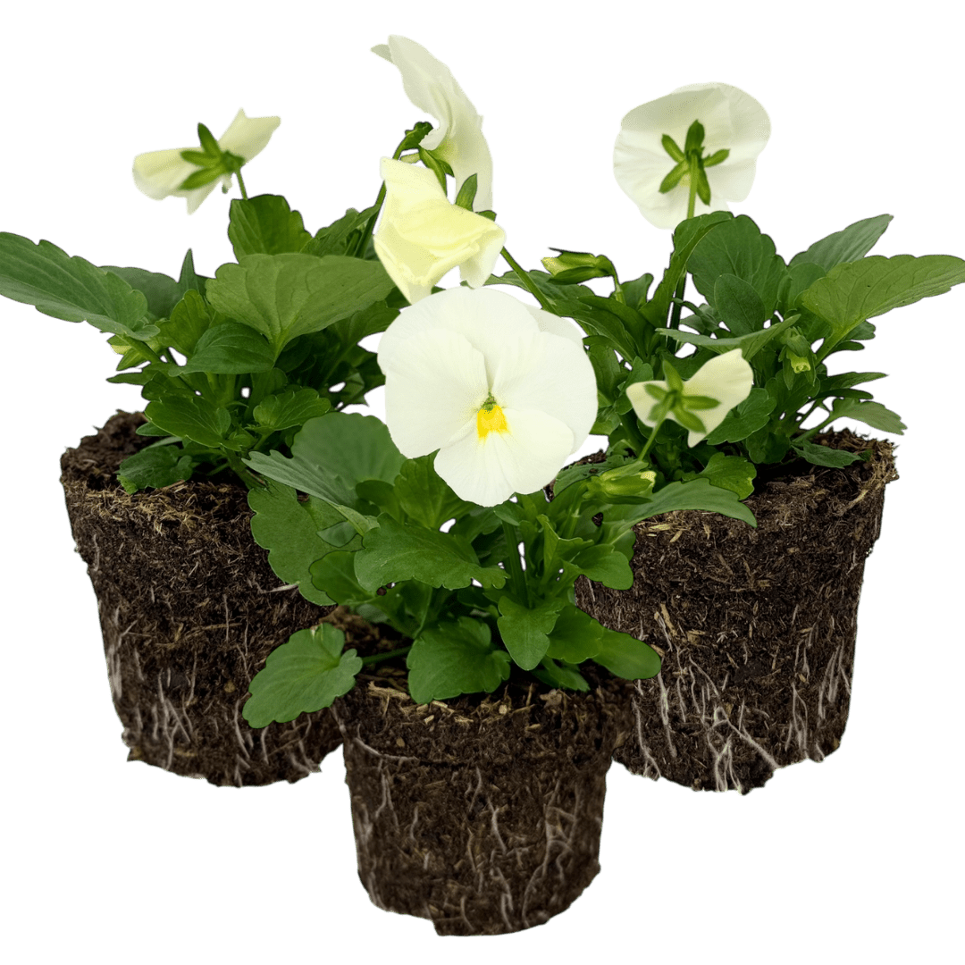 Upright Pansy Delta Pro Clear White - Frankton's