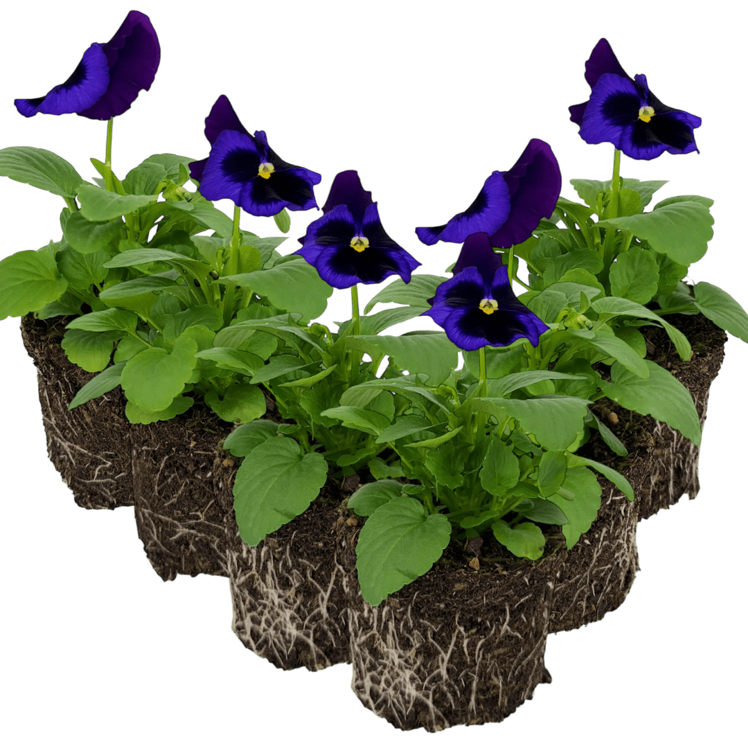 Upright Pansy Delta Pro Neon Violet - Frankton's