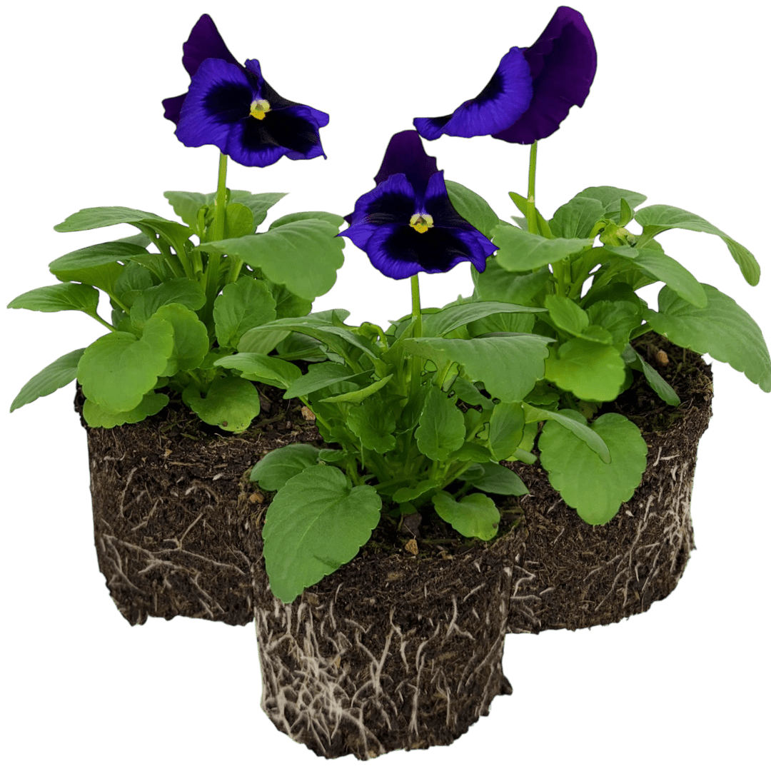 Upright Pansy Delta Pro Neon Violet - Frankton's
