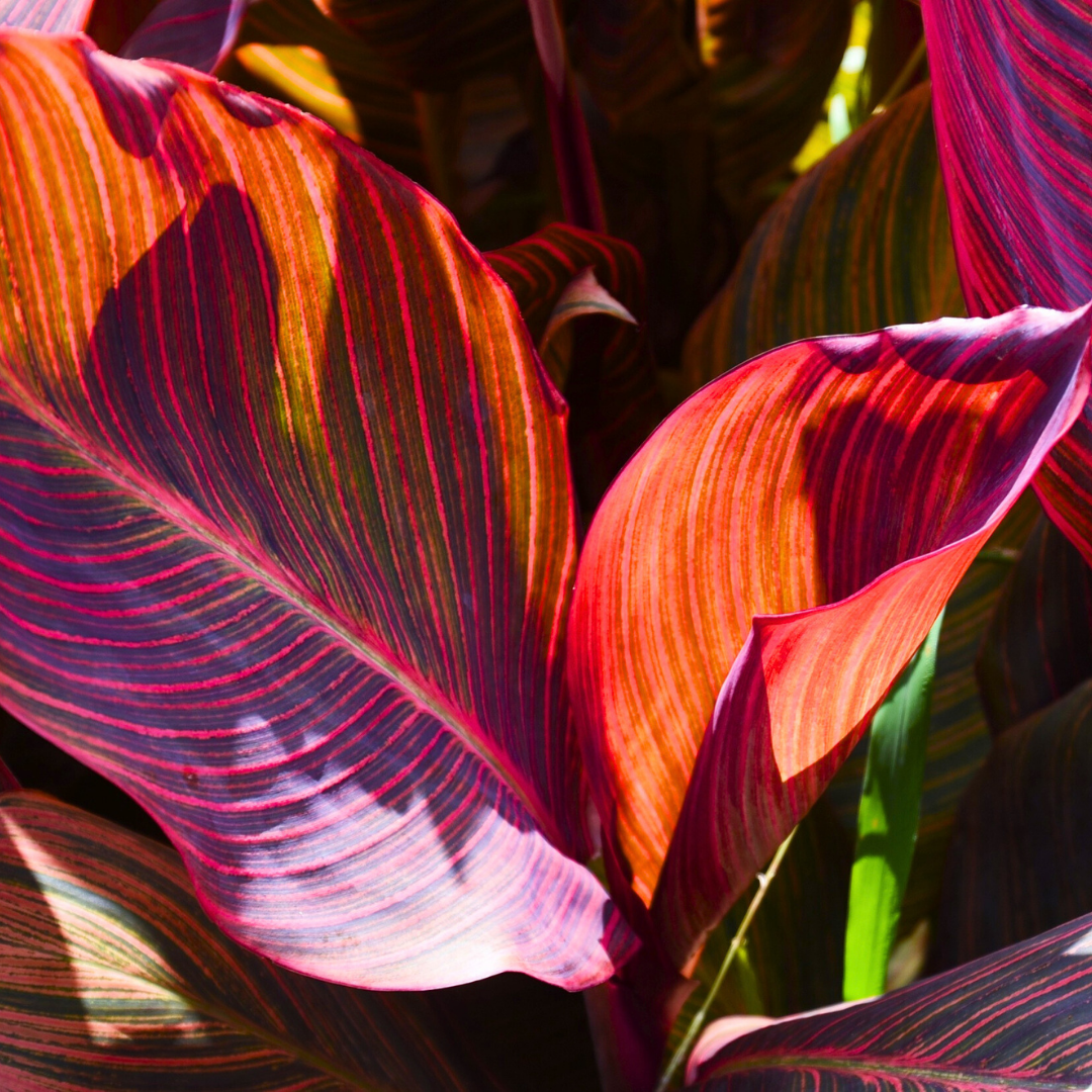 Verdant Living Canna Tropicanna Live Plant in 3L Pot. Tropical Canna Lily with Multicoloured Foliage & Summer Flowers. Well Established Plant. Suitable for Patios, Borders, Containers & Garden Beds - Frankton's