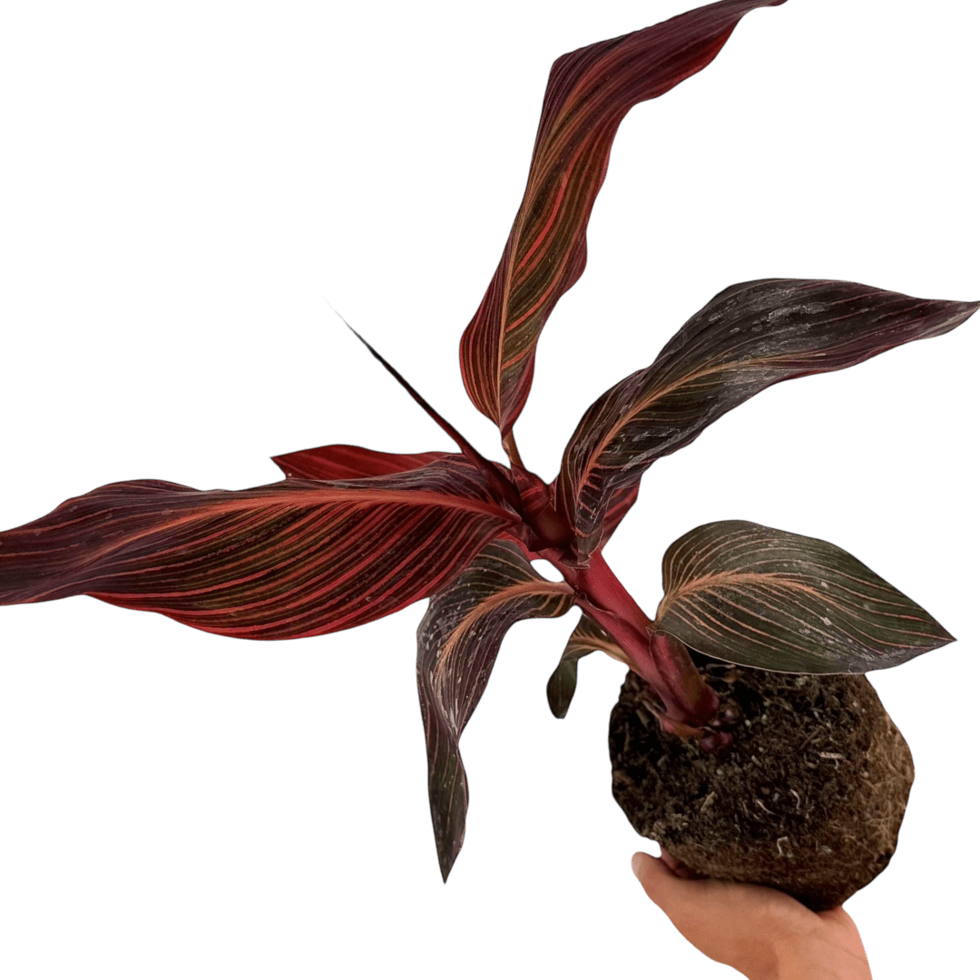 Verdant Living Canna Tropicanna Live Plant in 3L Pot. Tropical Canna Lily with Multicoloured Foliage & Summer Flowers. Well Established Plant. Suitable for Patios, Borders, Containers & Garden Beds - Frankton's