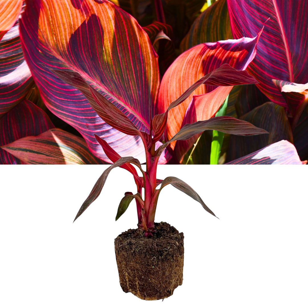 Verdant Living Canna Tropicanna Live Plant in 3L Pot. Tropical Canna Lily with Multicoloured Foliage & Summer Flowers. Well Established Plant. Suitable for Patios, Borders, Containers & Garden Beds - Frankton's