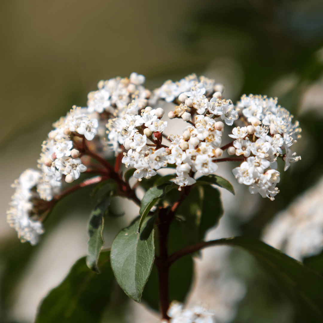 Viburnum Tinus 19cm/3L - Frankton's